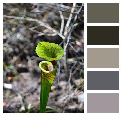 Nature Florida Pitcher Plant Image